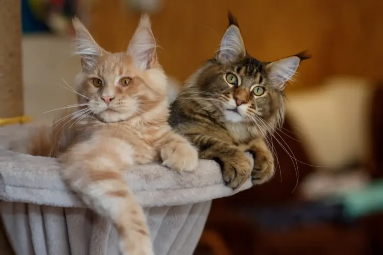 Unlocking the Maine Coon Personality: 15 Essential Insights You Need to Discover