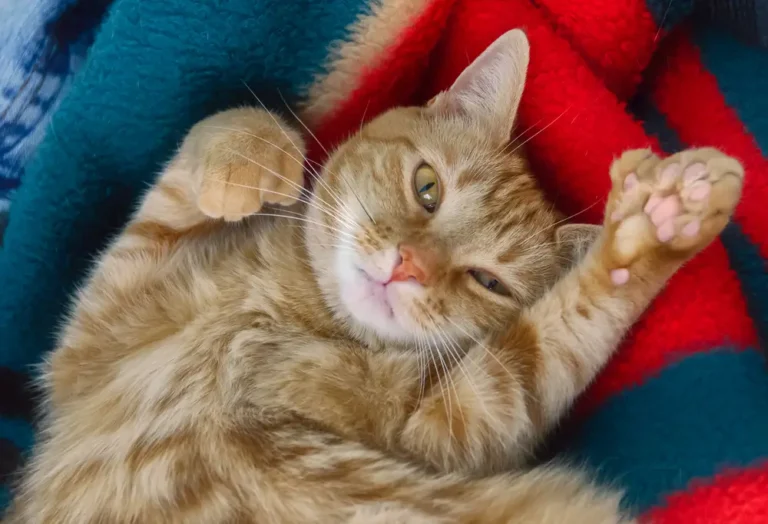 Exploring the Personality Traits of Polydactyl Cats