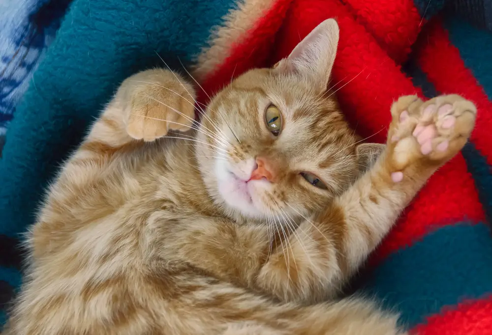 Personality Traits of Polydactyl Cats