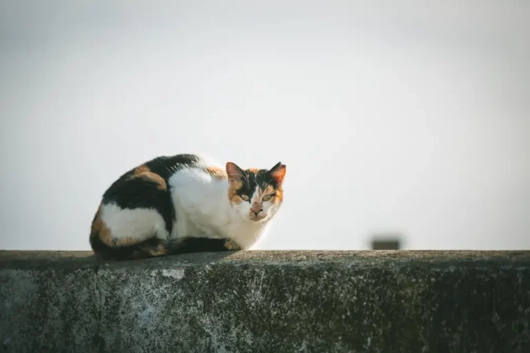 How to Get Rid of Feral Cats with Tylenol: A Comprehensive Guide