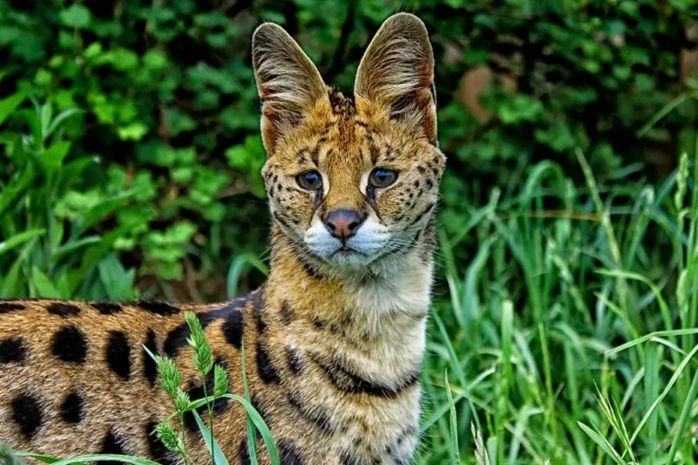 Understanding Serval Cat Behavior: A Comprehensive Guide