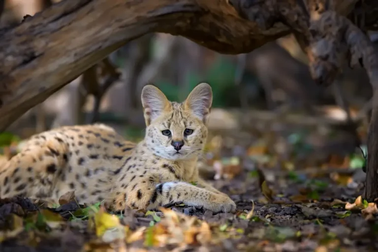 7 Amazing Serval Cat Facts That Will Leave You in Awe