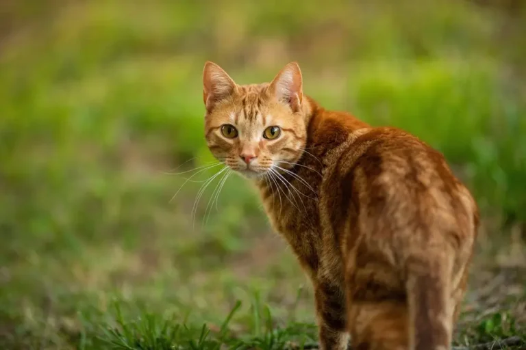 Unlocking the Traits of Tabby Cats: Your Comprehensive Personality Guide