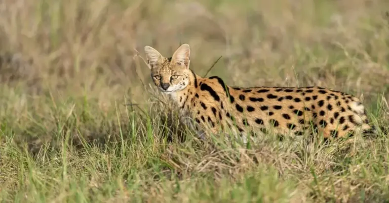 Can a Serval Cat Kill a Human?