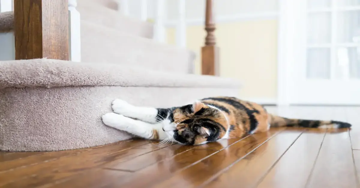 Cat Scratching Carpet