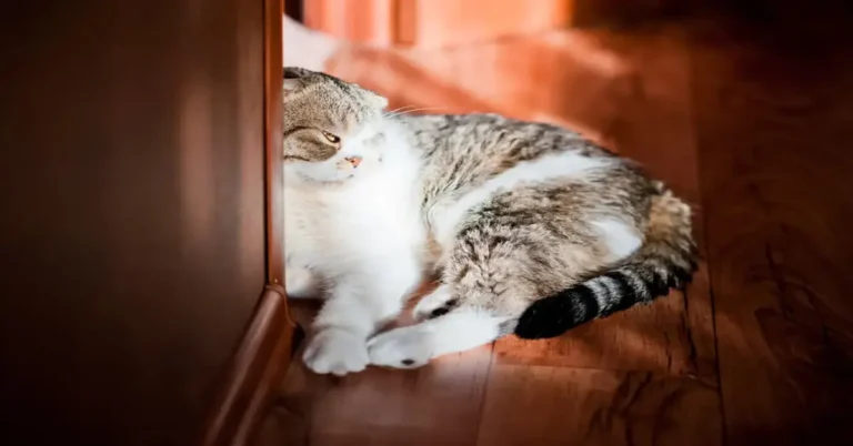 Why Do Cats Latch Onto Your Arm? Understanding the Behavior