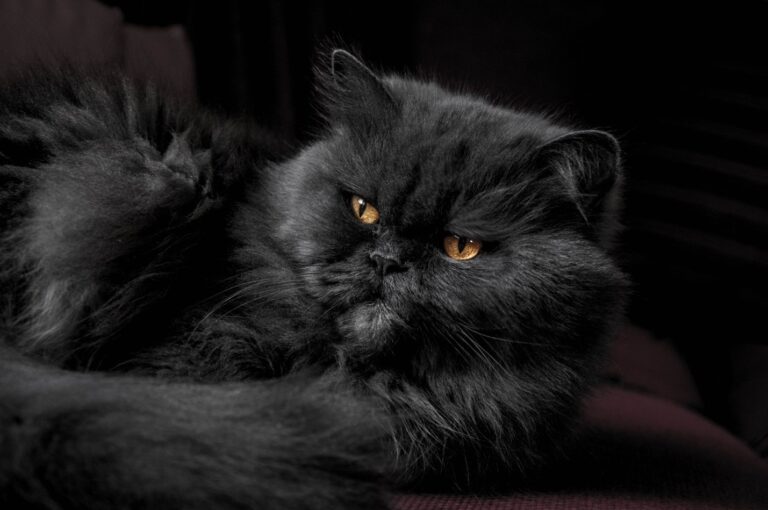 The Black Persian Cat: A Comprehensive Guide