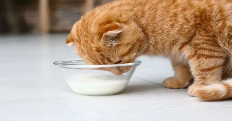 Can Cats Have Oat Milk?