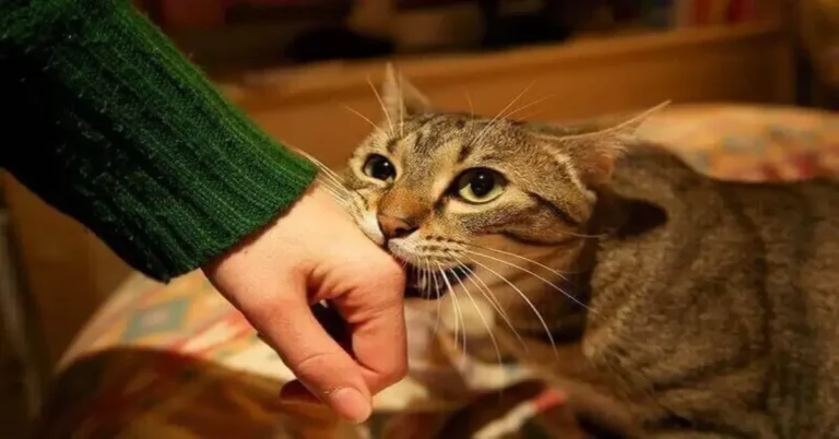 Do Cats Forget their Owners? 