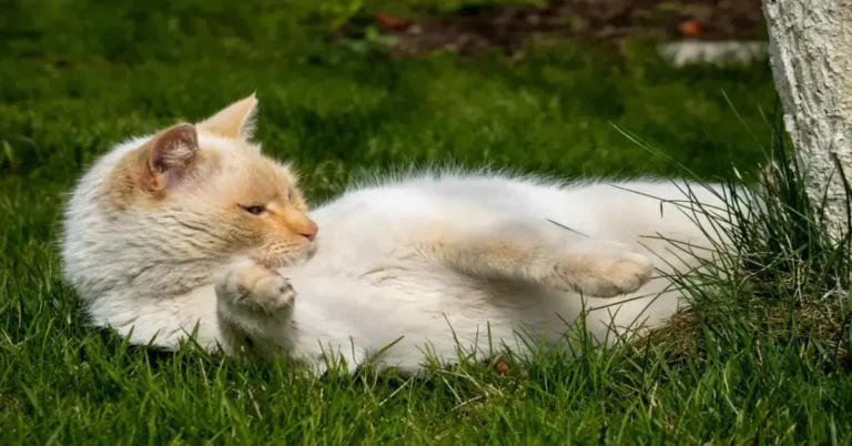 Flame Point Siamese: Facts, Pictures, Origin & History