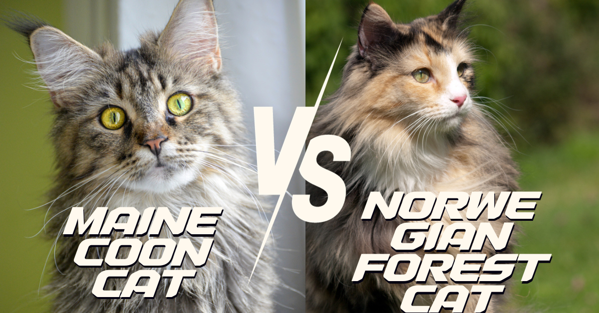 Maine Coon Cat VS Norwegian Forest Cat
