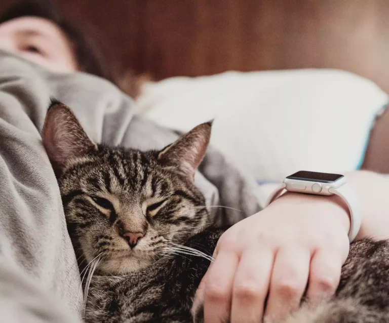 Can Cats Be Emotional Support Animals?