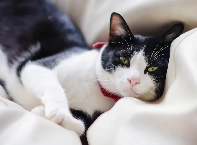 10 Fun Facts About Tuxedo Cats
