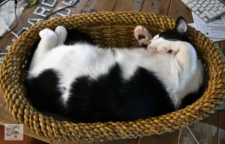 10 DIY Tuxedo Cat Toys and Accessories