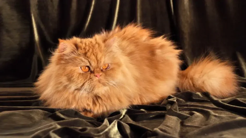 Persian Tuxedo Cat
