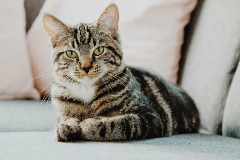 Tabby Cat Lifespan: How Long Do Tabby Cats Live?