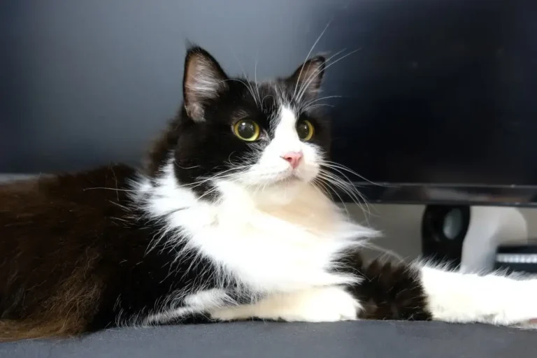 Understanding Tuxedo Cat Breeds