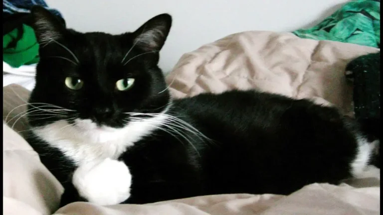 Tuxedo Cat Health: Common Issues